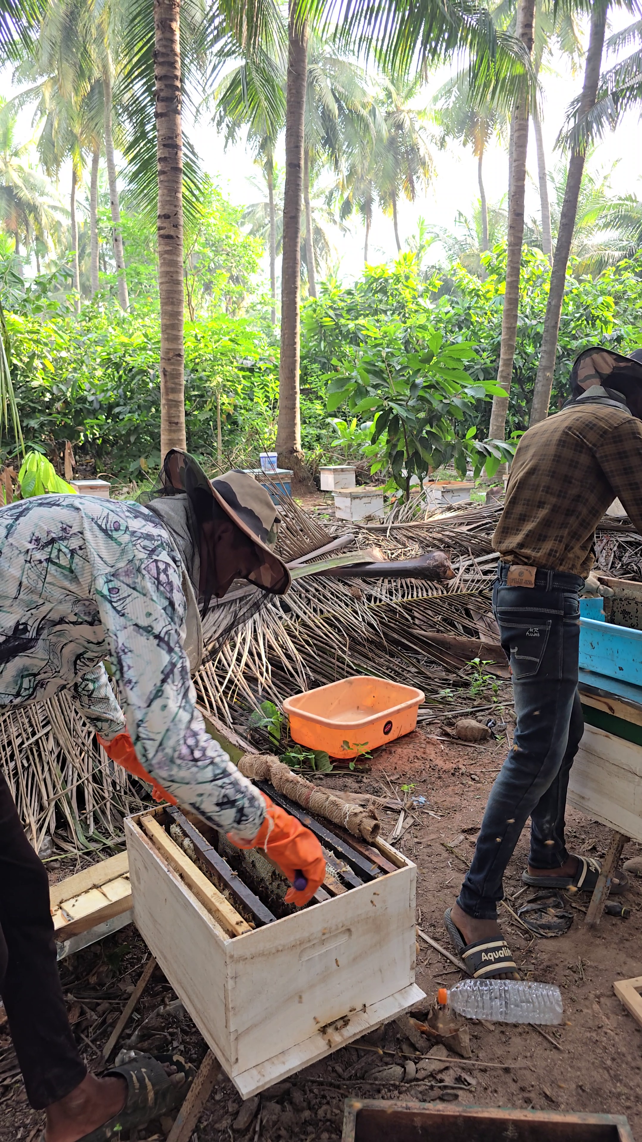 KRIVEVA beekeeping field